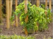 1102_Greenes_Fence_RC84N25U_2.jpg